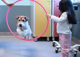 GimmeFive-qua-la-zampa